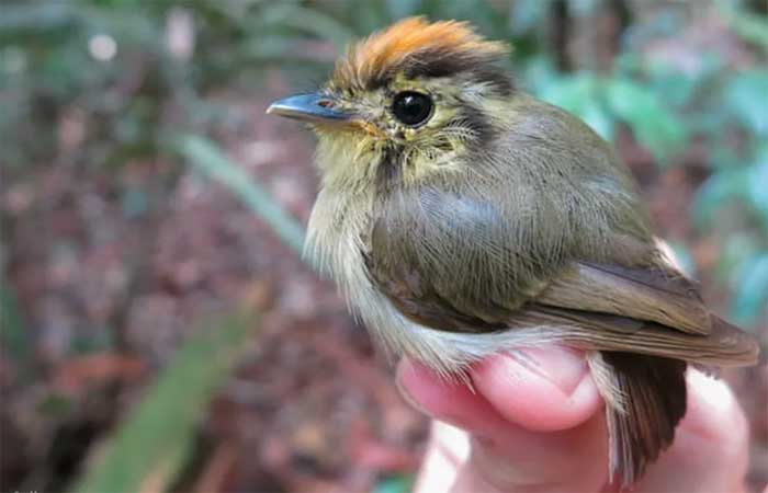 Aquecimento global está alterando tamanho de pássaros da Amazônia, indica estudo