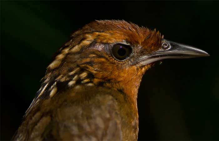 Mudanças climáticas estão reduzindo populações de aves amazônicas