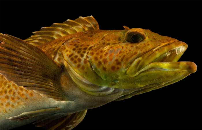 Nascem 20 dentes novos por dia nesse peixe feroz e pode não ser a única espécie a fazer isso