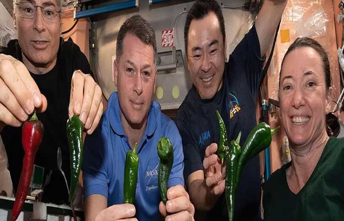 Pimentas espaciais: astronautas colheram (e comeram) o condimento na ISS