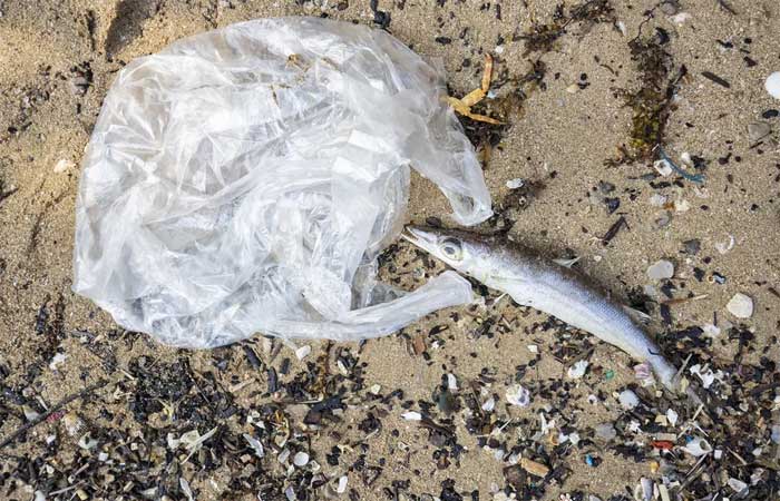 Organizações tentam evitar anulação de lei que já retirou 4,3 bilhões de sacolas plásticas de circulação