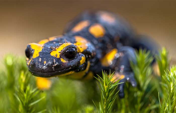 Por que as salamandras têm um poder incrível de regeneração?