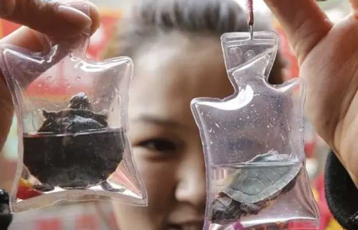 Na China, animais marinhos vivos são vendidos plastificados