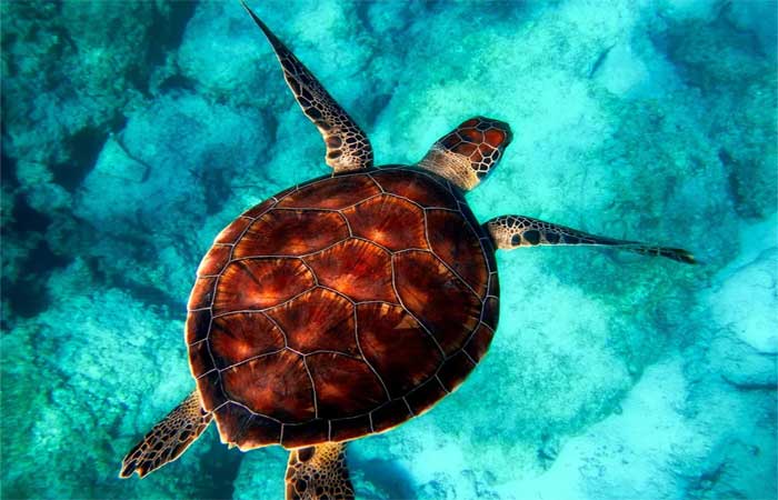 Ação humana prejudica migração de tartarugas-marinhas