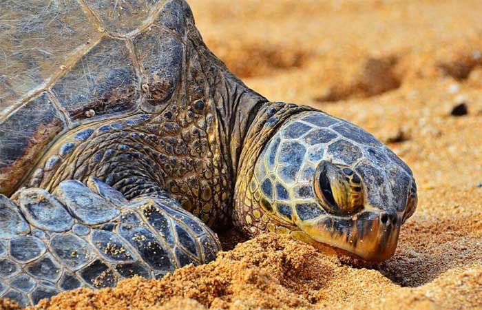 Quase 50% das espécies de tartaruga no mundo estão ameaçadas,