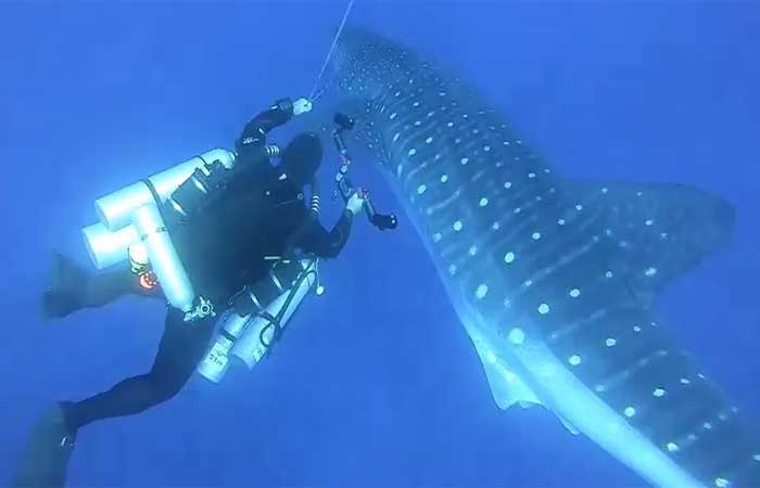 Espécie gigante de tubarão-baleia é encontrada em Fernando de Noronha