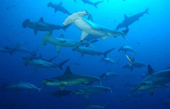 Tubarões e raias correm risco de extinção com consumo de cação