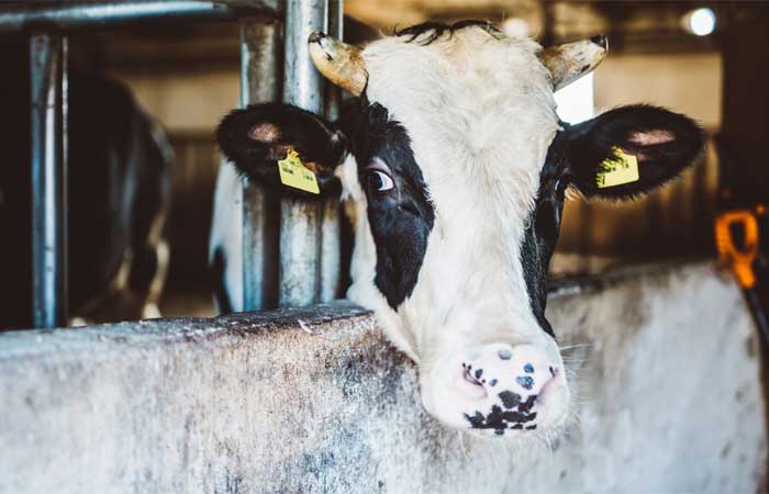 Fiocruz investiga dois casos suspeitos de “mal da vaca louca” em humanos
