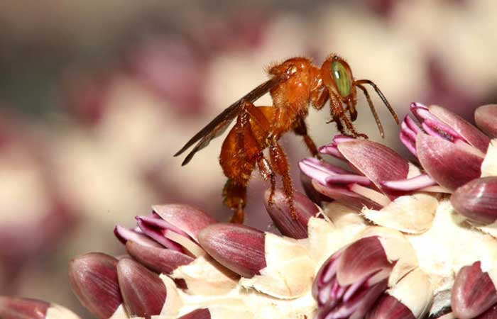 Perda de floresta causa o desaparecimento de abelhas polinizadoras do açaizeiro