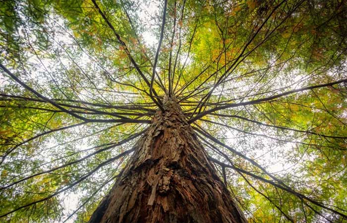 Importância da árvore para o planeta: por que elas são essenciais?