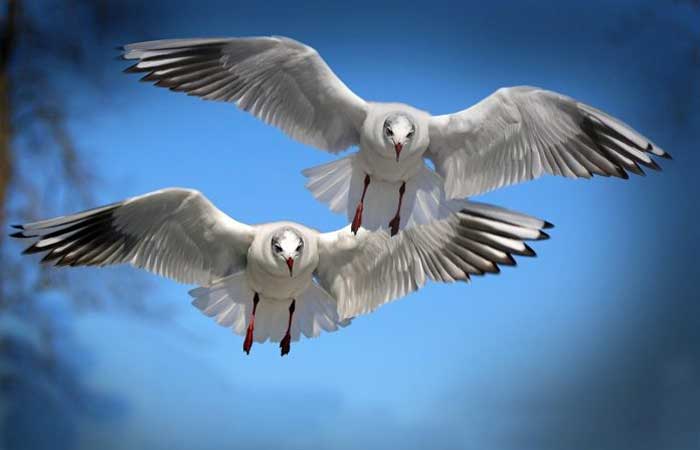 Estudo revela por que aves migratórias têm penas mais claras