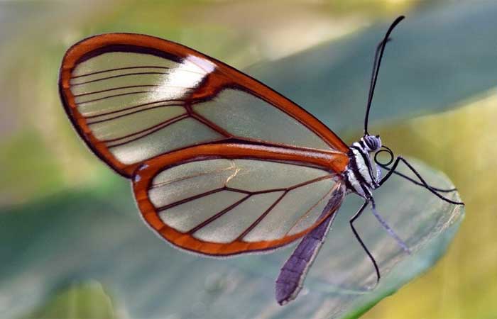 Conheça a espécie Greta oto, a borboleta que tem asas que parecem ser de vidro