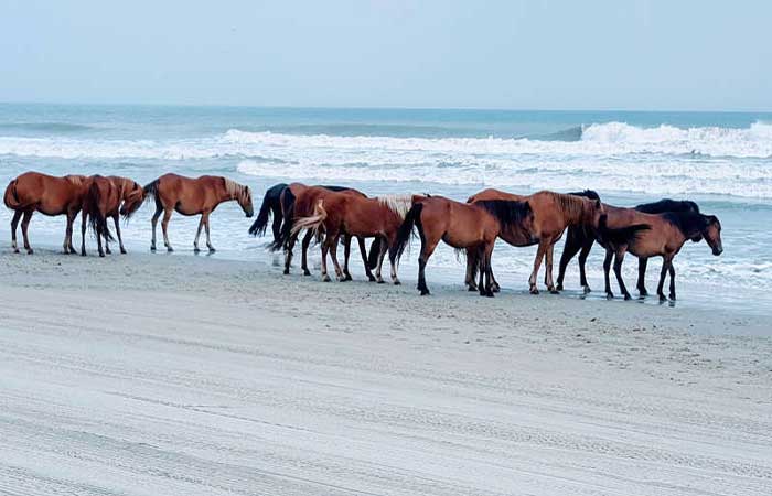 14 cavalos usados em passeios turísticos em Jericoacoara são sacrificados