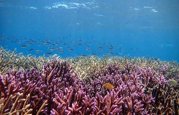 Após regeneração de corais, peixes “cantam” e surpreendem cientistas; ouça
