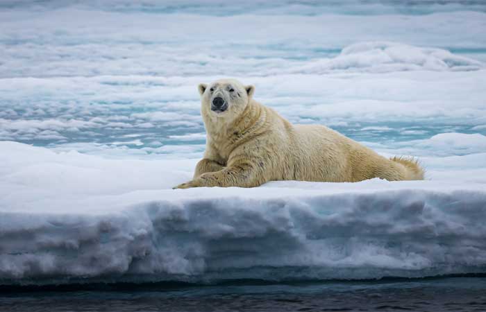 “Ártico registrou 32º C, a temperatura mais alta de sua história”, lamenta ONU