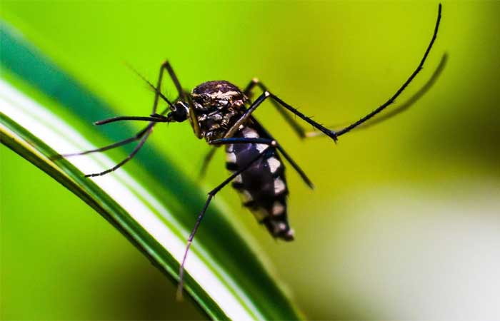 Como funcionam os mosquitos da dengue editados geneticamente?