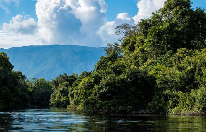 Floresta Amazônica pode se tornar uma savana em apenas 5 anos