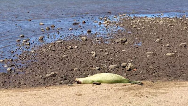 Foca ameaçada de extinção é encontrada morta com tiro na cabeça no Havaí