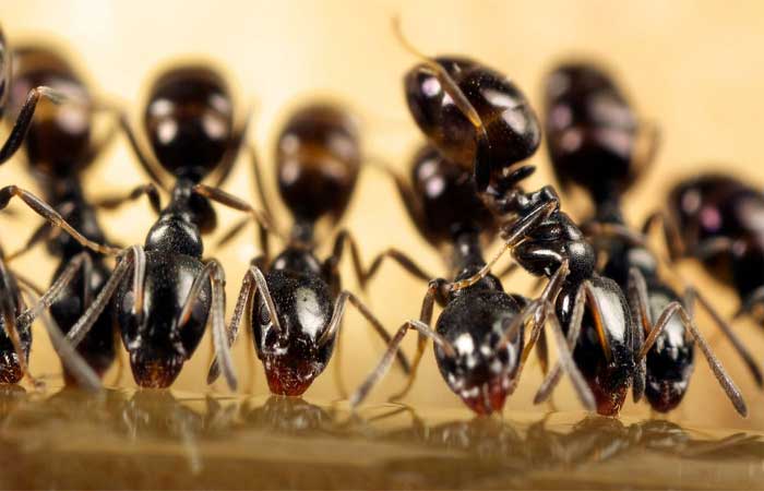 Sabe como formigas interagem? Vomitando umas nas outras