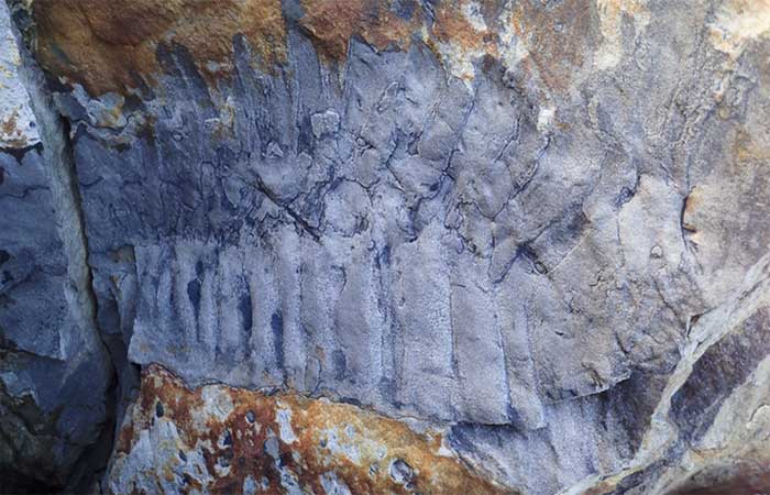 Inglaterra acha fóssil de artrópode de 100 milhões de anos antes de dinossauros