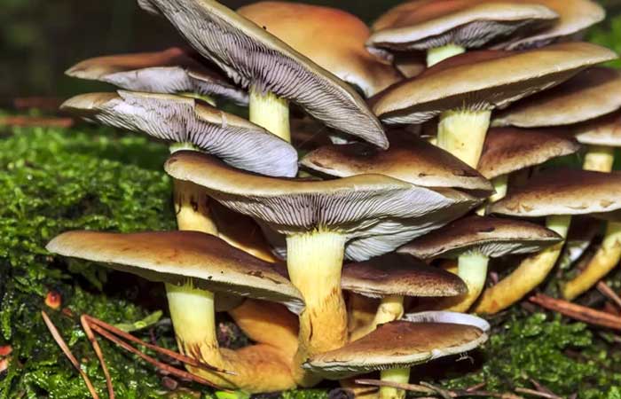 Cientistas querem criar um mapa-múndi dos fungos na Terra