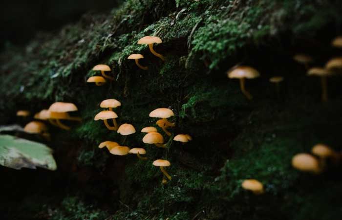 Uma organização sem fins lucrativos iniciou a missão de mapear os fungos que vivem sob a terra