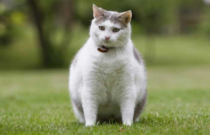 Seu gato está acima do peso? Veja 4 dicas para lidar com o problema