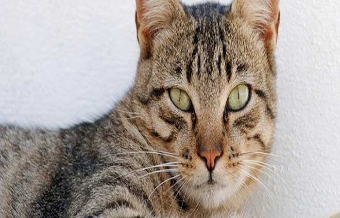 Teste rápido detecta doença emergente transmitida por gatos a humanos
