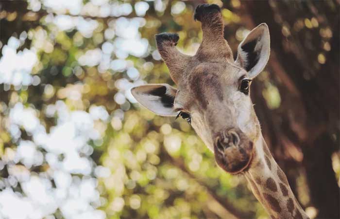 Com esforços de conservação, população de girafas aumenta no mundo