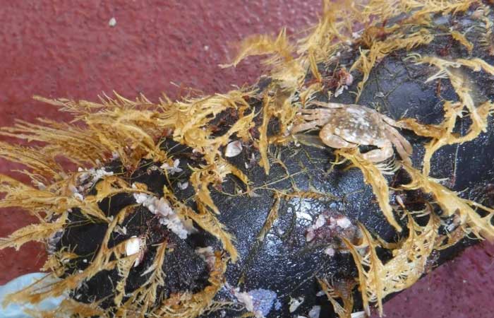 Animais passaram a viver na “ilha” de lixo que flutua no Pacífico, indica estudo