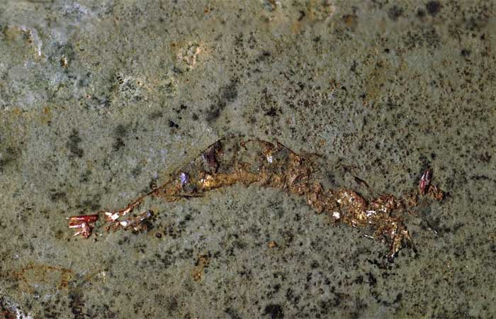 Fóssil raro contém camarão antigo preservado dentro de marisco