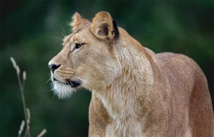 Cientistas esterilizam leoas para evitar consanguinidade e a extinção da espécie