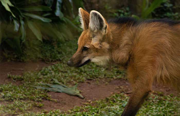 2 mamíferos brasileiros são os mais ameaçados do mundo devido atropelamentos