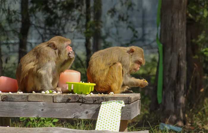 Macacas exploradas em laboratório recomeçam a vida em santuário