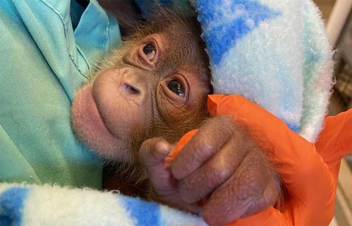 Orangotango de Sumatra dá à luz um bebê saudável em zoológico nos EUA; veja fotos