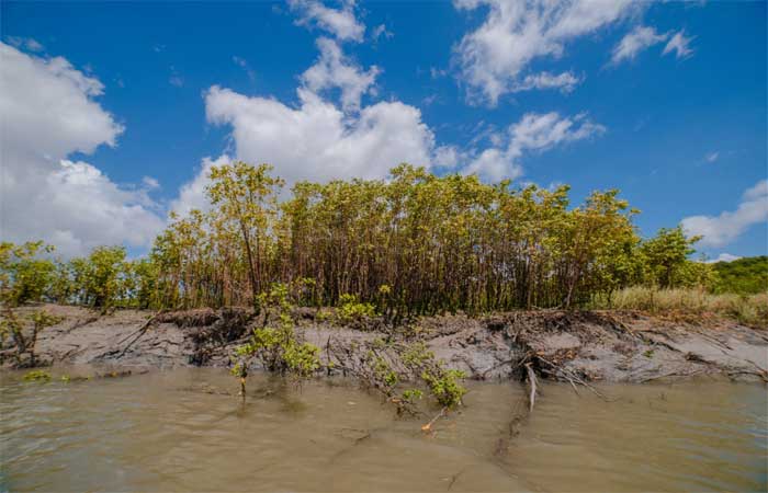 Pesquisadores medem o carbono de manguezais na Amazônia