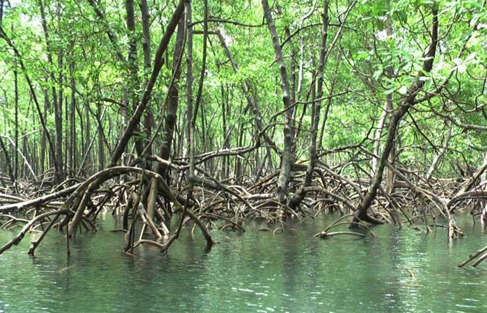 M. Dias Branco faz a recuperação de manguezal e compensação ambiental