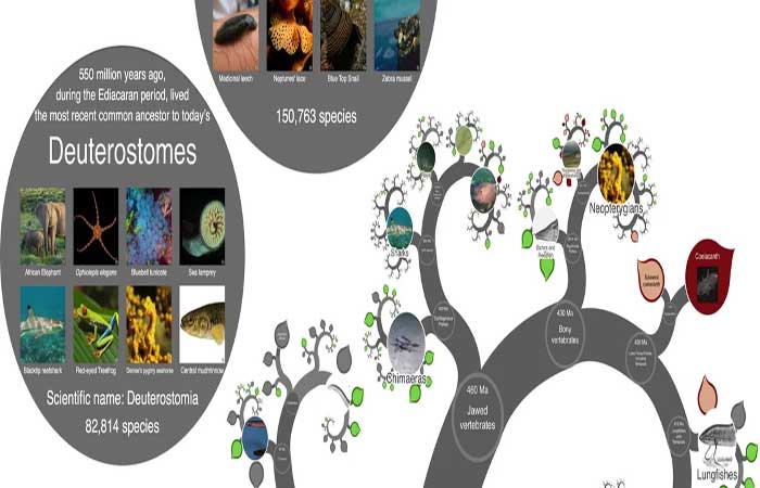 Mais de 2,2 milhões de espécies têm conexões mapeadas em site interativo