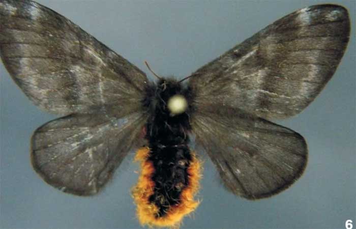 Saiba como evitar contato com mariposa responsável por surto de lesões de pele