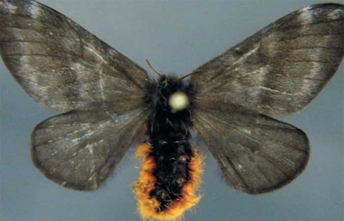 Mariposa Hylesia, apontada como causa de surto de coceira em PE, existe em todo o Brasil