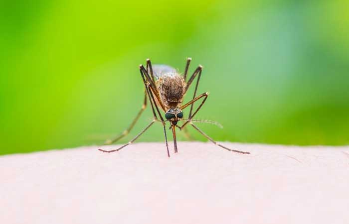 7 situações que te deixam mais exposto a picadas de mosquitos