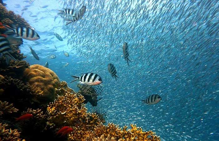 Confira atitudes que ajudam a preservar os oceanos, segundo a OMI