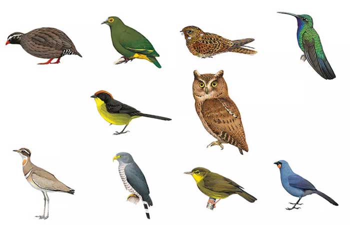 Missão global pede ajuda para encontrar os 10 pássaros mais raros da Terra