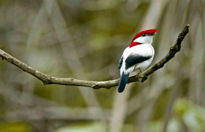 Soldadinho-do-Araripe, pássaro nativo do Ceará, foi descoberto há 25 anos