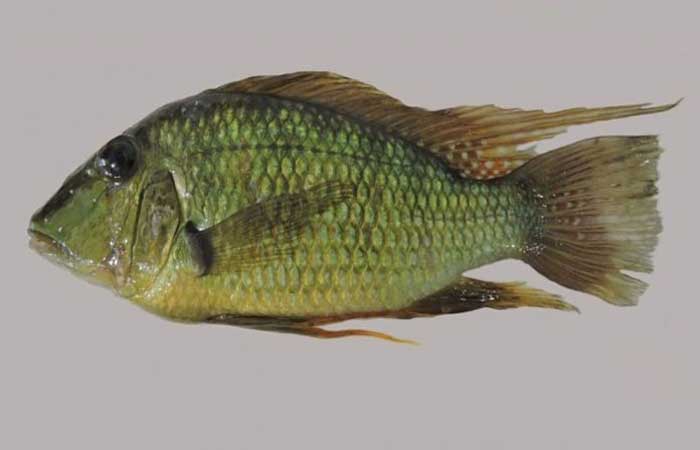 Nova espécie de peixe é descoberta nos rios Tocantins e Paraná