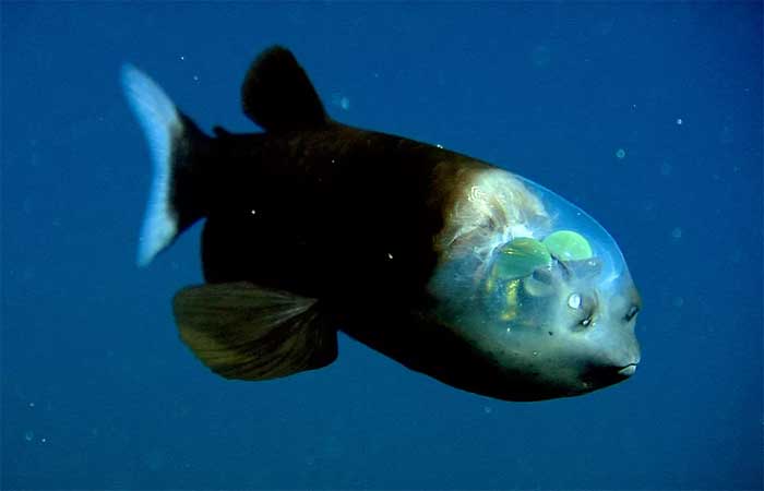 Macropinna microstoma: veja imagens raras do peixe de cabeça transparente