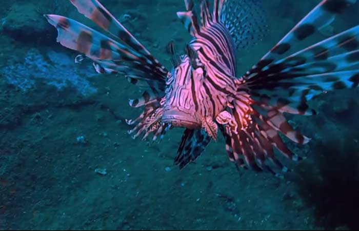‘São lindos, mas precisamos matá-los’: peixe-leão invasor ameaça fauna marinha