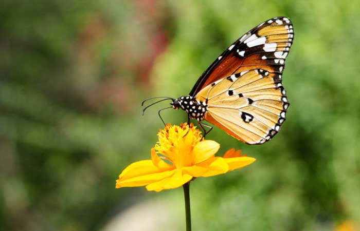 Conheça cinco jeitos de atrair borboletas para o jardim