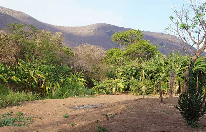 Técnicas simples e sustentáveis recuperam solos no Ceará