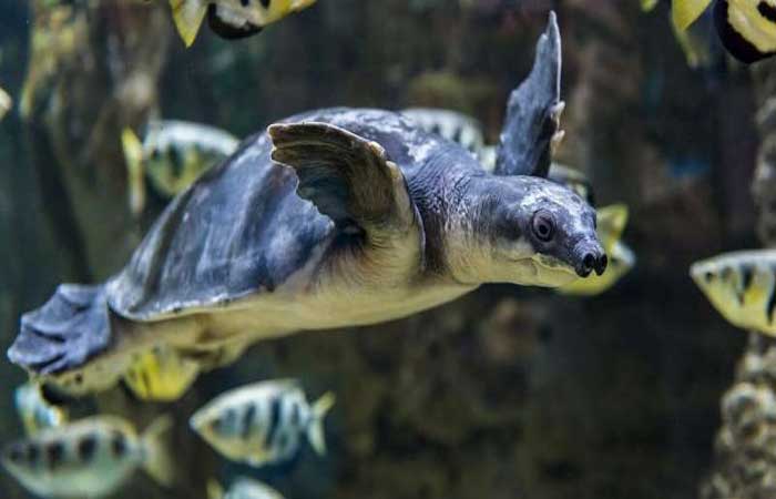 Fóssil de tartaruga encontrado na Austrália muda história de espécie